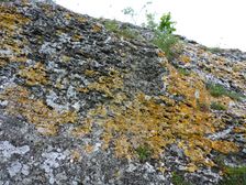 Purbacher Heiden, lichens