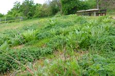 Purbacher Heiden, Verbascum speciosum & Ballota nigra