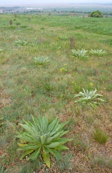 Purbacher Heiden, Verbascum speciosum