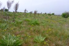 Purbacher Heiden, Verbascum speciosum