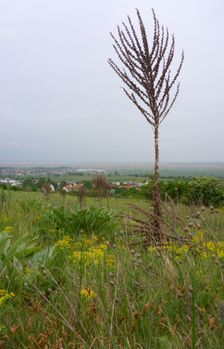 Purbacher Heiden, Verbascum speciosum