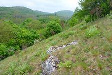Purbacher Heiden, Verbascum speciosum, view to Leithagebirge