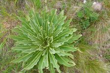 Purbacher Heiden, Verbascum speciosum