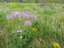 Purbacher Heiden, Pulsatilla grandis & Salvia pratensis