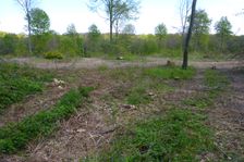 Leithagebirge near Donnerskirchenostensible nature protection measure: milling forest ground & artifically planting Sorbus domestica; forces however invasive neophytic growth (e.g. Solidago gigantea)