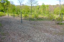 Leithagebirge near Donnerskirchen, ostensible nature protection measure: milling forest ground & artifically planting Sorbus domestica; forces however invasive neophytic growth (e.g. Solidago gigantea)