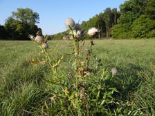 Zeilergraben, Cirsium eriophorum