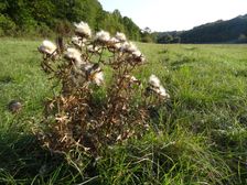Zeilergraben, Cirsium eriophorum