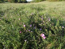 Zeilergraben, Ononis spinosa