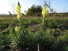 Jois, Linaria vulgaris