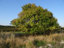 Jois, Castanea sativa