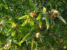 Jois, Castanea sativa