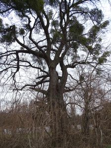 Petronell, Celtis sp.