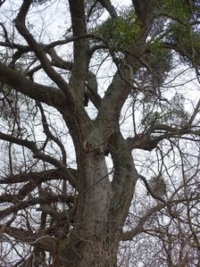 Petronell, Celtis sp.