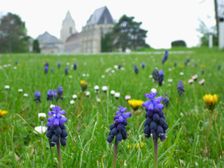 Bad Deutsch-Altenburg, Muscari neglectum