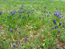 Bad Deutsch-Altenburg, Muscari neglectum