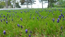 Bad Deutsch-Altenburg, Muscari neglectum