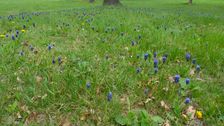 Bad Deutsch-Altenburg, Muscari neglectum