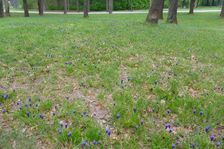 Bad Deutsch-Altenburg, Muscari neglectum