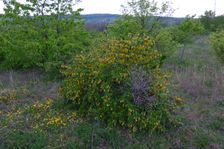 Breitenbrunn, Berberis vulgaris