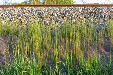 Breitenbrunn, Equisetum ramosissimum