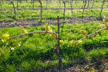 Jois, slight frost damage