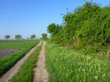 Winden, hedgerow