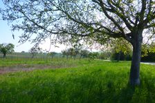 Breitenbrunn, Juglans regia