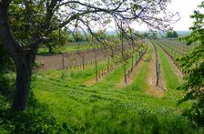 Breitenbrunn, Juglans regia