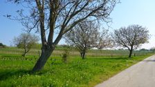 Breitenbrunn, Juglans regia