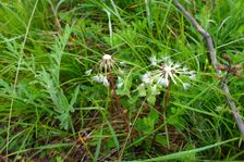 Spitzerberg, Taraxacum laevigatum