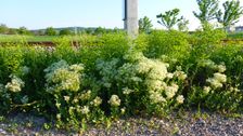 Breitenbrunn, Lepidium draba & Euphorbia sp.