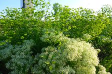 Breitenbrunn, Lepidium draba & Euphorbia sp.