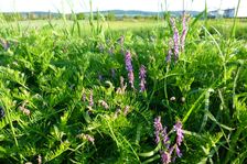 Winden, Vicia cf. tenuifolia