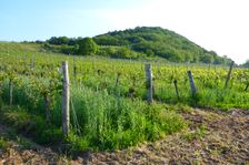 Winden - Jois, view to Hackelsberg