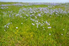 Breitenbrunn, Linum austriacum & Trifolium campestre