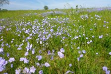 Breitenbrunn, Linum austriacum