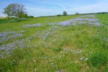 Breitenbrunn, Linum austriacum