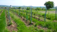 Breitenbrunn