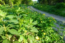 Breitenbrunn, Leithagebirge, Atropa bella-donna, Chelidonium majus etc.