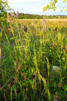 Breitenbrunn, NSG Thenau(riegel), Veronica cf. teucrium