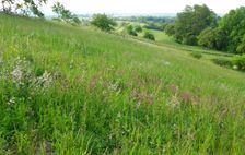 Breitenbrunn, Leithagebirge, Silene nutans & Viscaria vulgaris