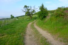 Breitenbrunn, Leithagebirge