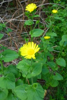 Breitenbrunn, Leithagebirge, Doronicum pardalianches