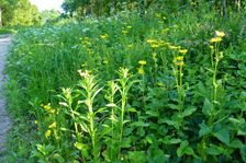 Breitenbrunn, Leithagebirge, Doronicum pardalianches etc.