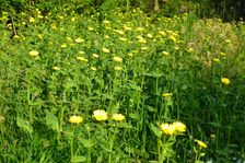 Breitenbrunn, Leithagebirge, Doronicum pardalianches