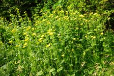 Breitenbrunn, Leithagebirge, Doronicum pardalianches
