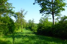 Breitenbrunn, Leithagebirge