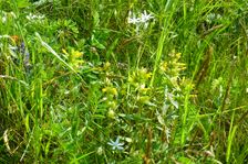 Breitenbrunn, Leithagebirge, Ornithogalum kochii & Rhinanthus minor etc.