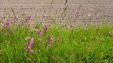 Breitenbrunn, Leithagebirge, Viscaria vulgaris